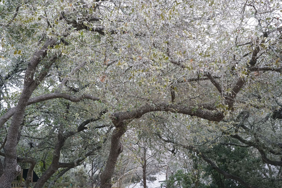 Ice Trees Austin Texas Westhorn Group 2