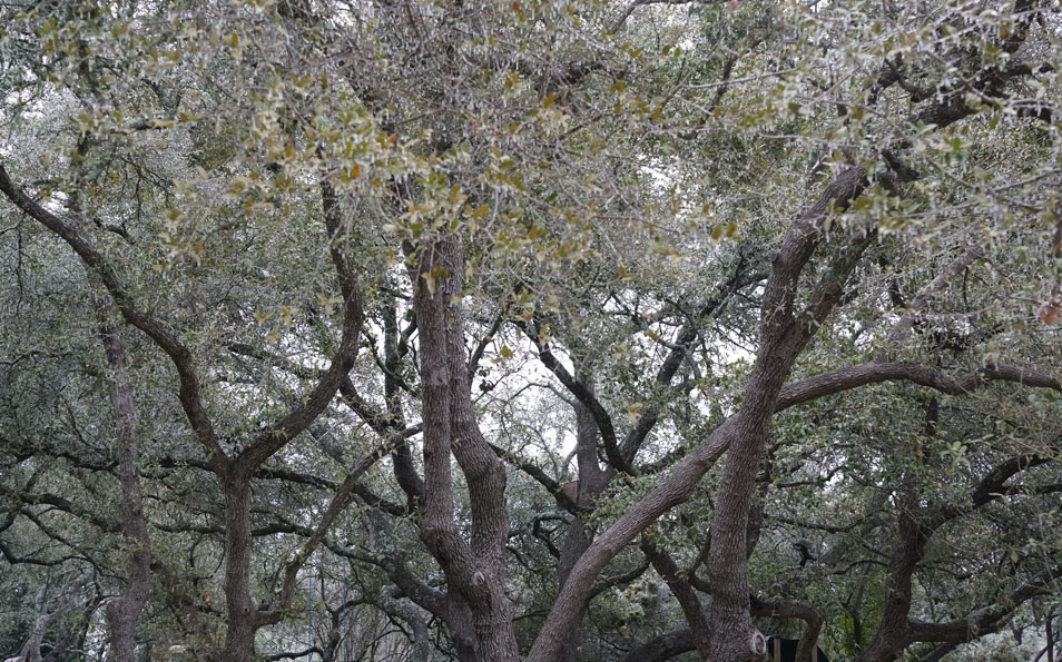 Ice Trees Austin Texas Westhorn Group